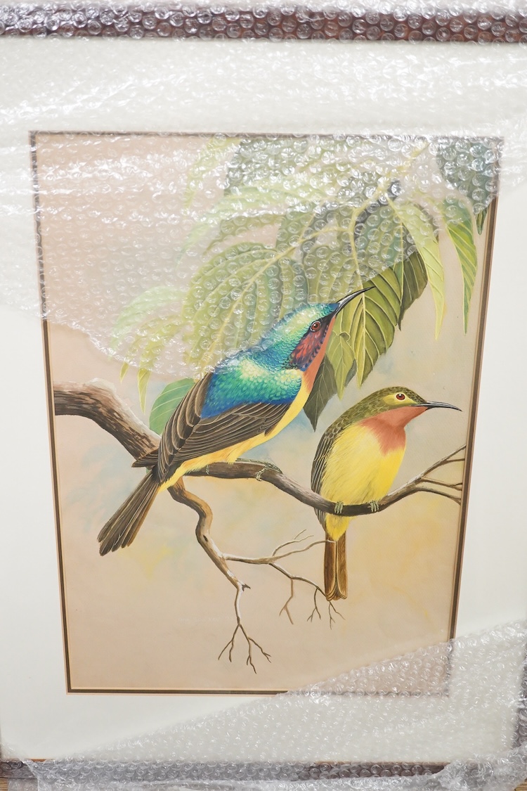 Ong Soo Keat, Ornithological studies, set of eight gouaches, 51 x 35cm